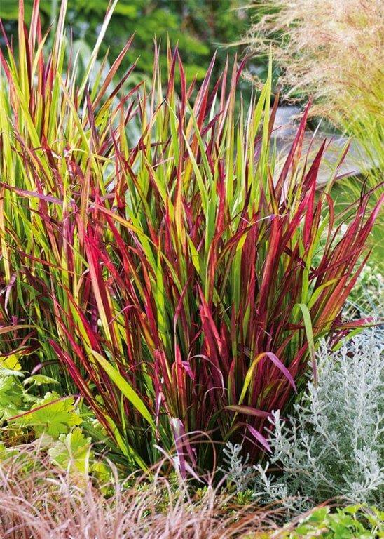 Imperata Red baron Kostrzewy
