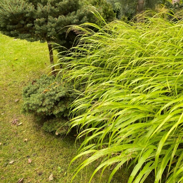 Hakonechloa - odmiany